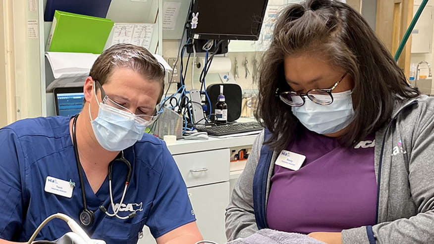 Dog dental exam at VCA Herndon-Reston Animal Hospital