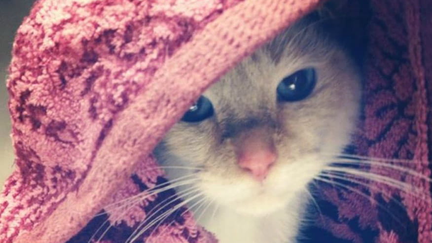 VCA Hollywood Animal Hospital cat wearing hat