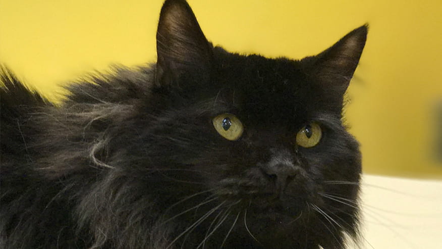 VCA Hualapai Animal Hospital Cat Boarding