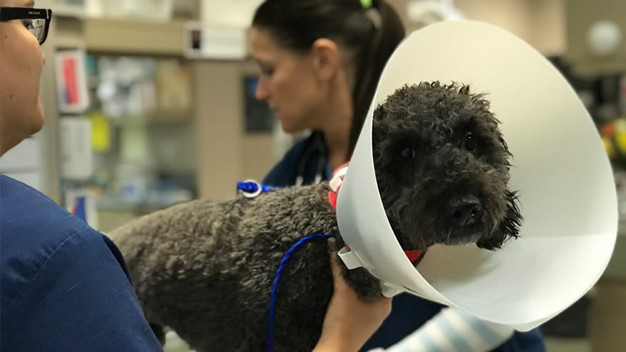 VCA Hualapai Animal Hospital Flea & Tick Control