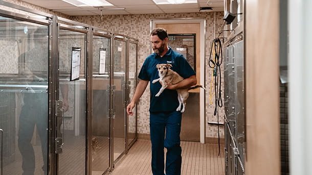 VCA Los Gatos veterinary staff carries a small dog in the kennel boarding area