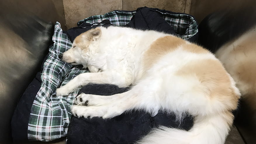 Dog Boarding at VCA Lovers Lane Animal Hospital