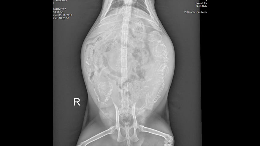 Digital Radiology at VCA Lovers Lane Animal Hospital