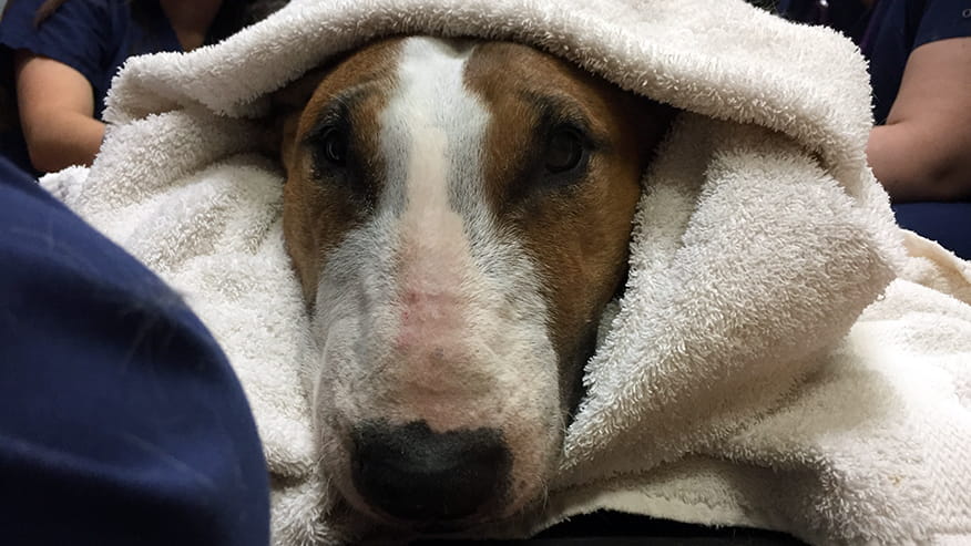 Hospitalization at VCA Lovers Lane Animal Hospital