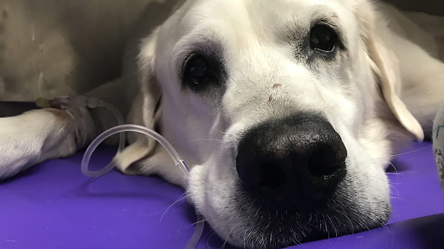 Intensive Care at VCA Lovers Lane Animal Hospital