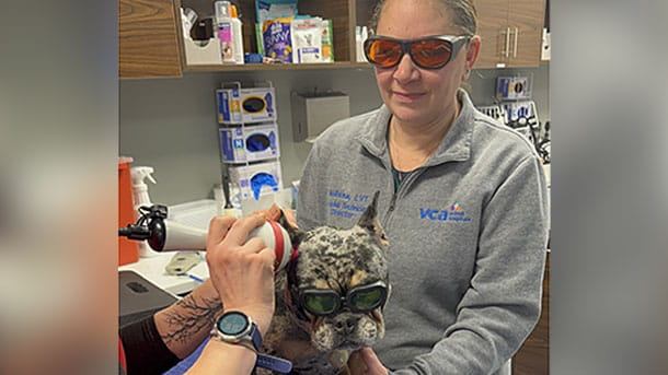 Laser Therapy at Madison Animal Hospital