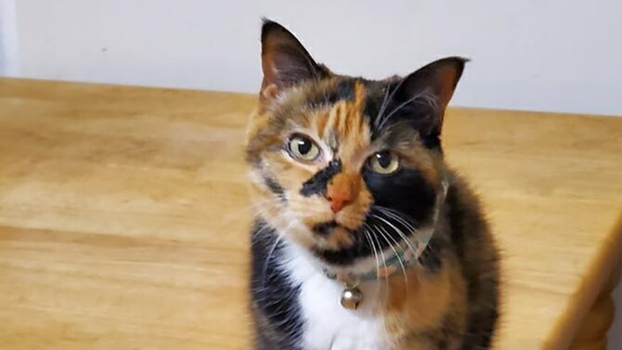 Montgomery Road Feline Hyperthyroidism