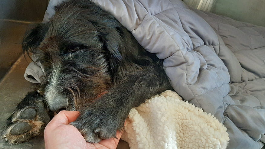 Soft Tissue Surgery at VCA Montgomery Road Animal Hospital