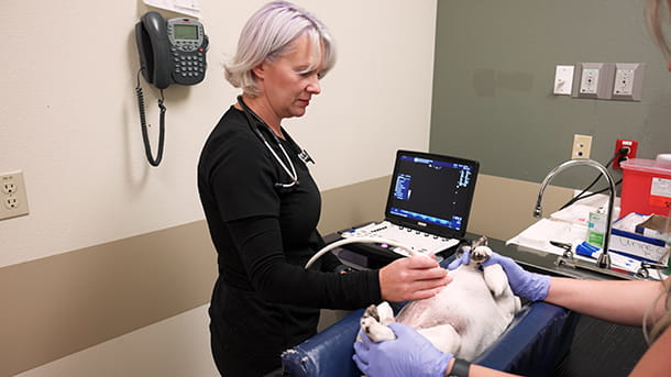 VCA Mueller veterinarian performing ultrasound on dog