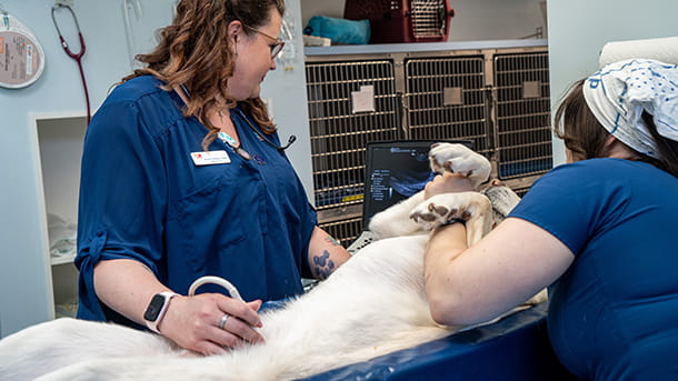 Canine ultrasound at VCA New Hartford Animal Hospital