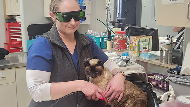 Feline cold laser therapy