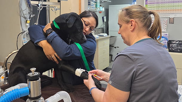Dog getting an IV