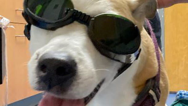Dog wearing laser therapy goggles at VCA Northside in Connecticut