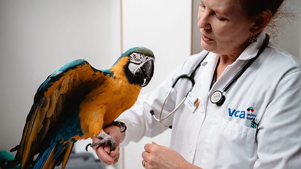 Dr. Sewart with a parrot at VCA Orchard Plaza