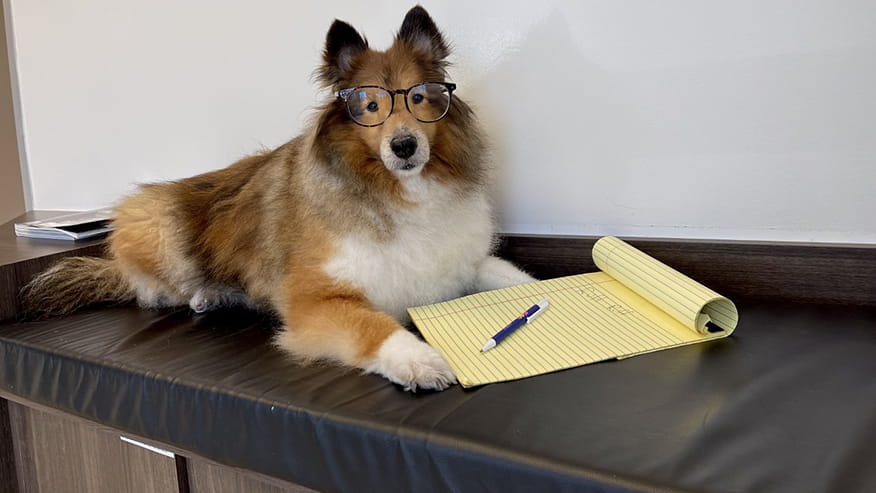 VCA Park Cities Behavioral Counseling