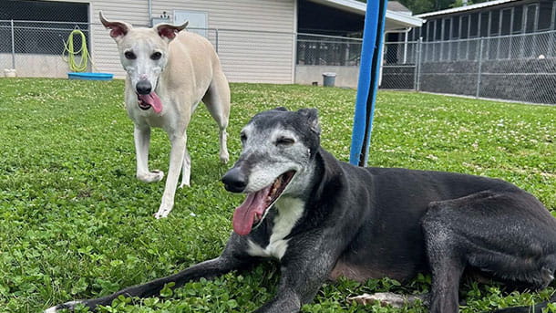 VCA Parkcrest Animal Hospital and Pet Lodge Pet Boarding