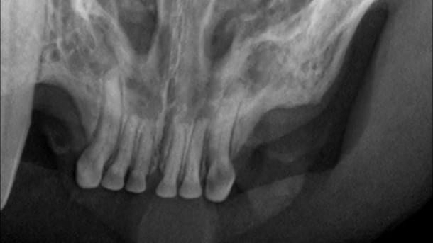 Cat dental X-ray