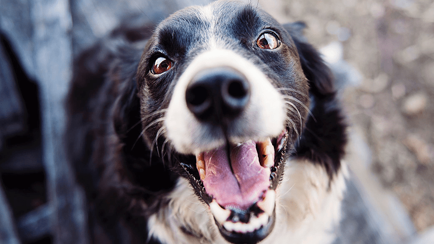 876x493 pet medical center Dentistry