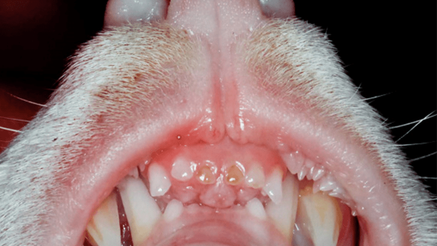 876x493 pet medical center periodontics