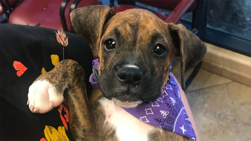 Puppy & Kitten Packages