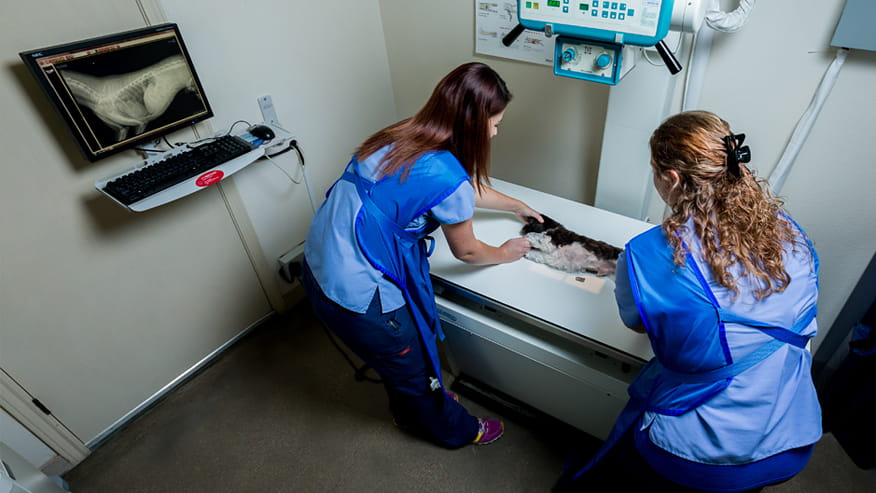 VCA Premier Animal and Pet Resort X-Ray