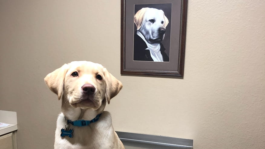 New Puppy and New Kitten Packages