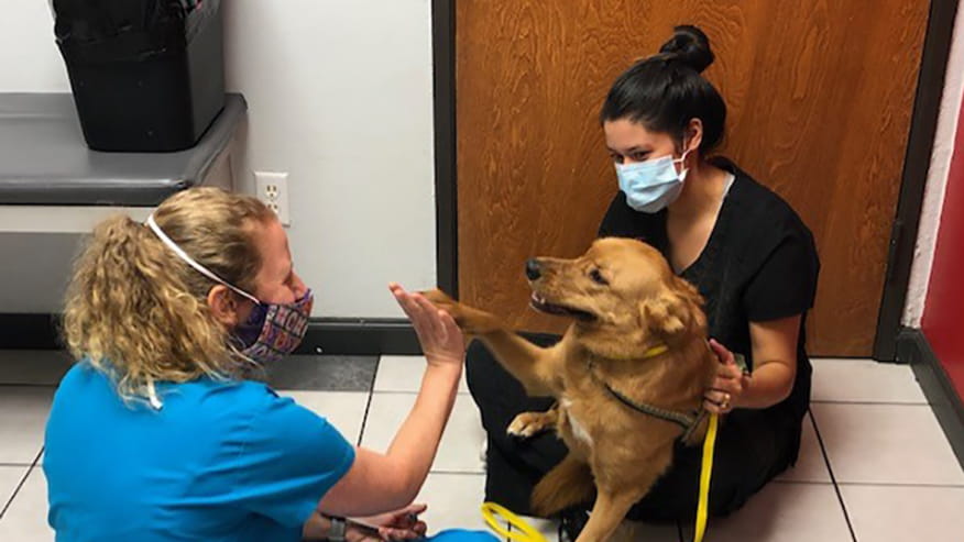 Preston Park Wellness Exams