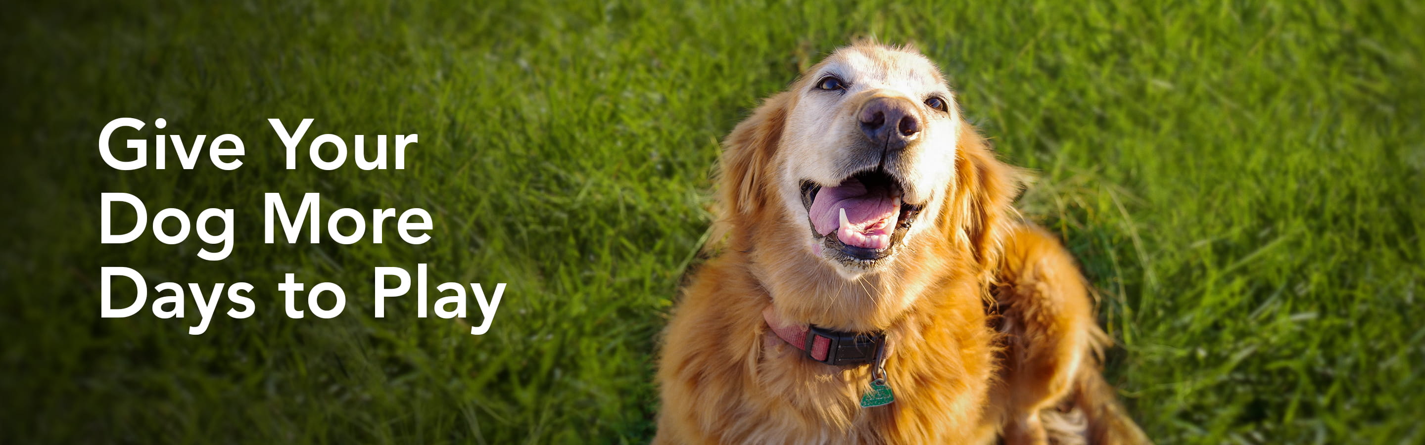 Canine Osteoarthritis - Librela Hero Banner