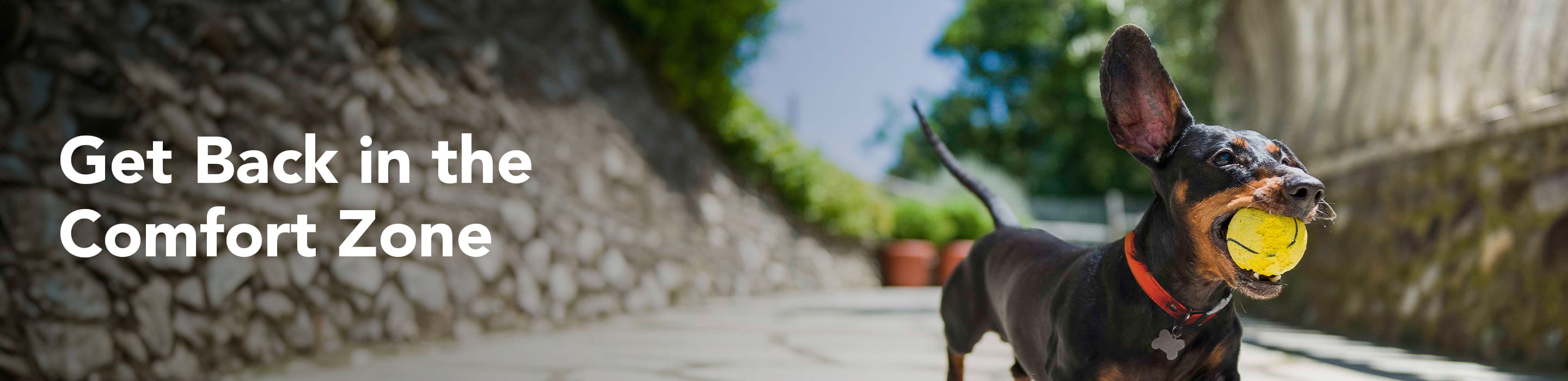 Feline Osteoarthritis - Solensia Hero Banner