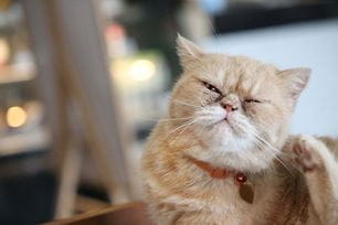 parasite prevention cat