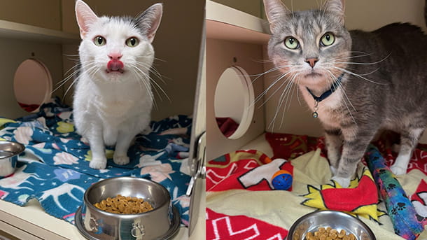 Two cats boarding at VCA Smoketown Animal Hospital
