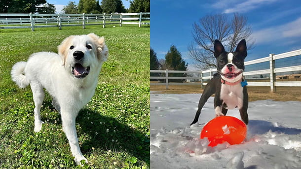 Two dogs boarding at VCA Smoketown Animal Hospital