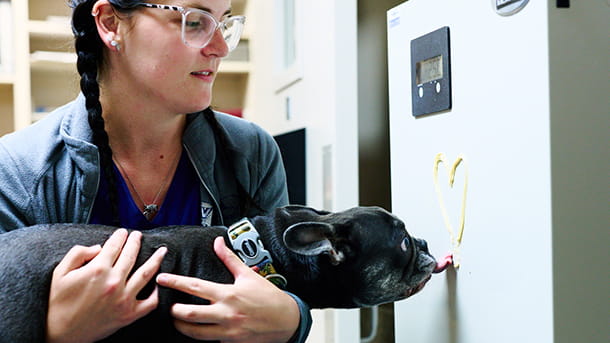 Veterinary staff at VCA Smoketown holding dog while it's licking peanut butter off the wall