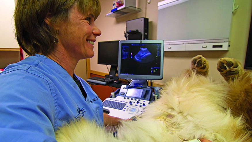 876x493 spring creek Ultrasound