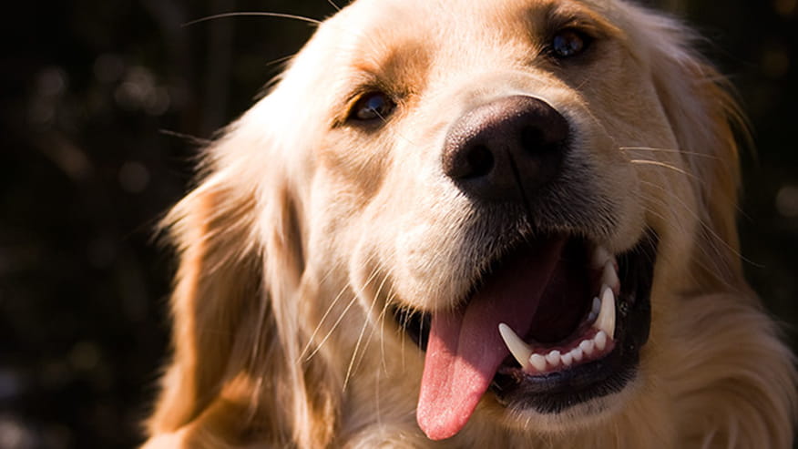 Adult and Senior Wellness