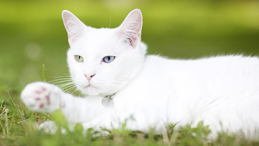 Flea and Tick Prevention