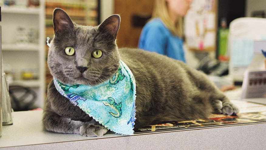 VCA Tanglewood Animal Hospital Preventive Care