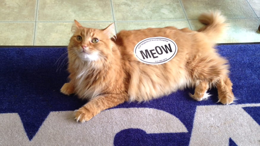 VCA Tanglewood Animal Hospital Preventive Care