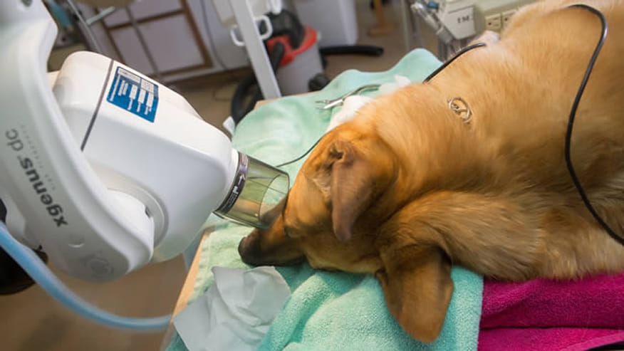 876x493 tiara rado dental