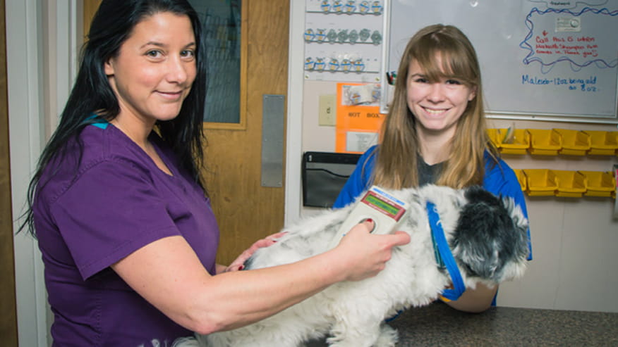 VCA Todds Lane Animal Hospital Microchipping