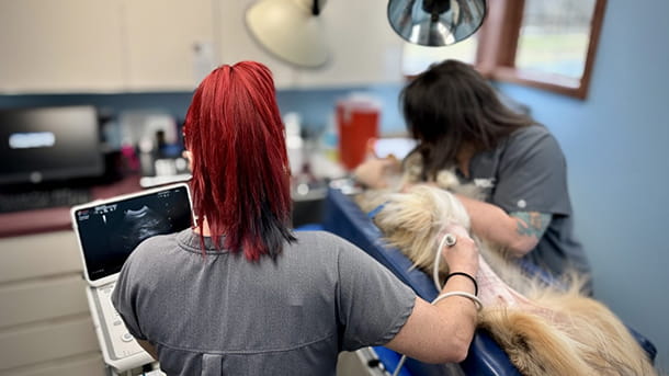 Veterinary staff performing an ultrasound on a dog at VCA Valley Vet Animal Hospital