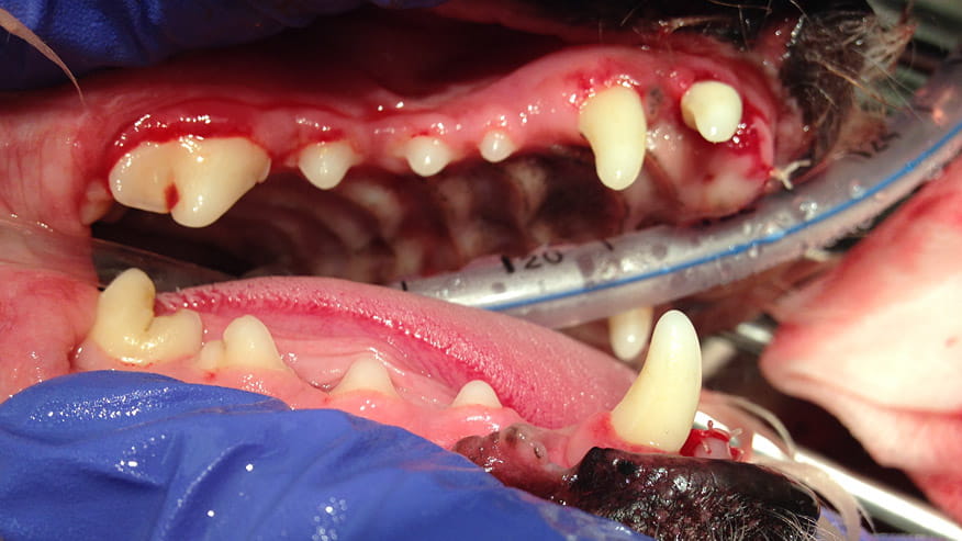 VCA Wakefield Animal Hospital Dental Care