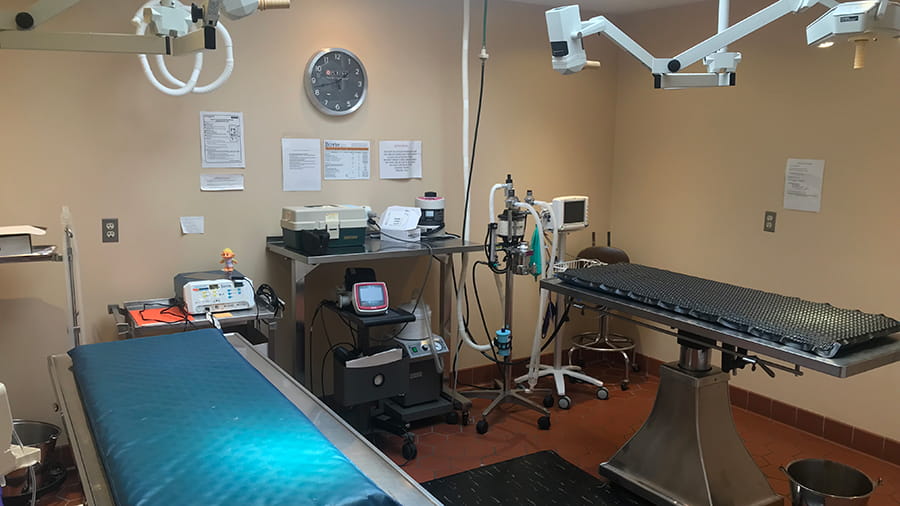 Surgery suite at VCA Wexford Animal Hospital