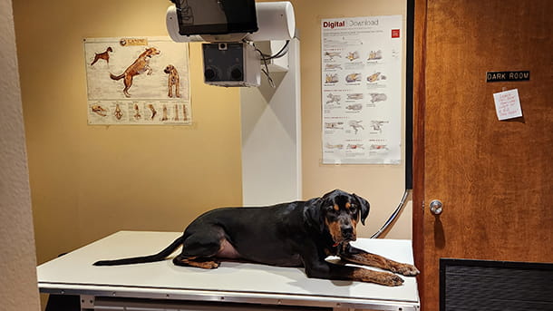 Dog on x-ray table
