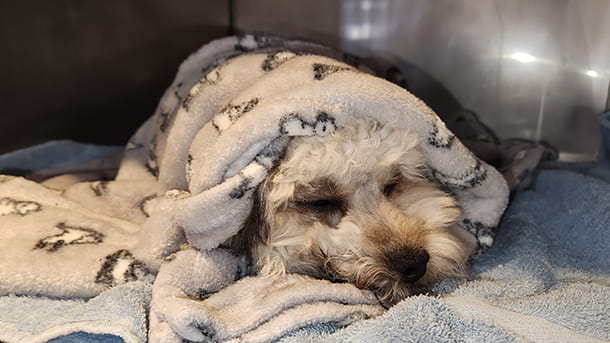 Hospitalized dog wrapped in a blanket and sleeping