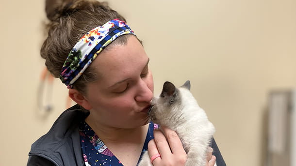 Veterinary staff with gray kitten