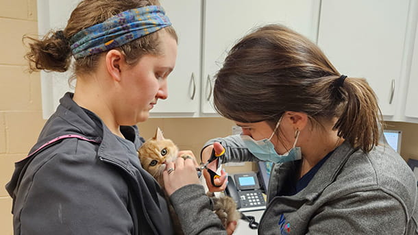 Veterinary staff trimming a kitten's nails