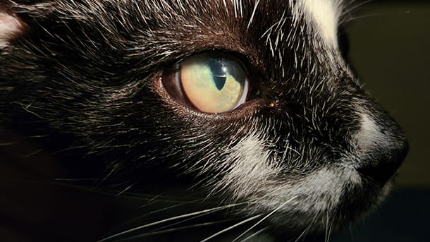 Up close shot of a cat's eye