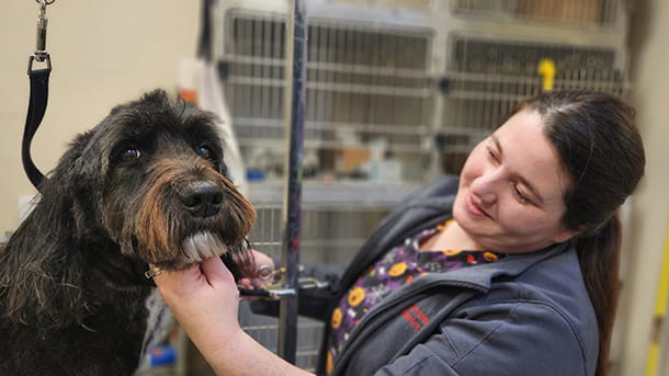 Groomer trimming dog's hair at VCA Wexford Animal Hospital