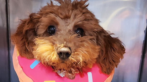 Dog wearing a donut cushion after surgery